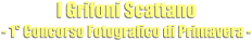 I Grifoni Scattano - 1° Concorso Fotografico di Primavera -