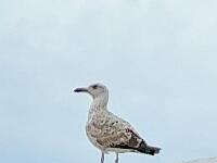 In giro per Napoli 0217